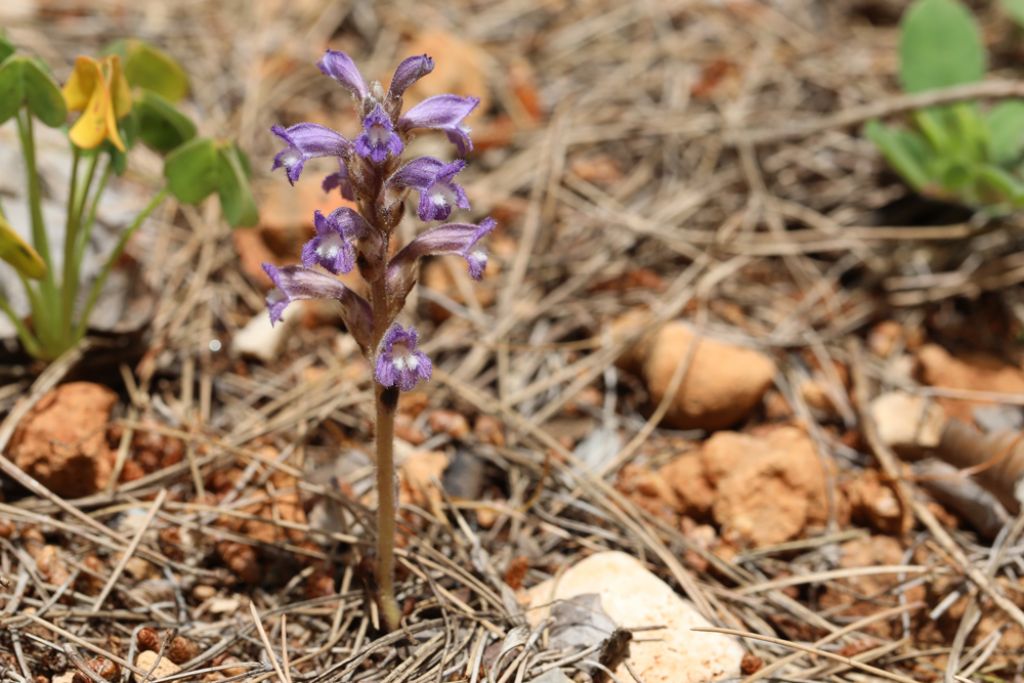 Orobanchaceae da Sicilia?